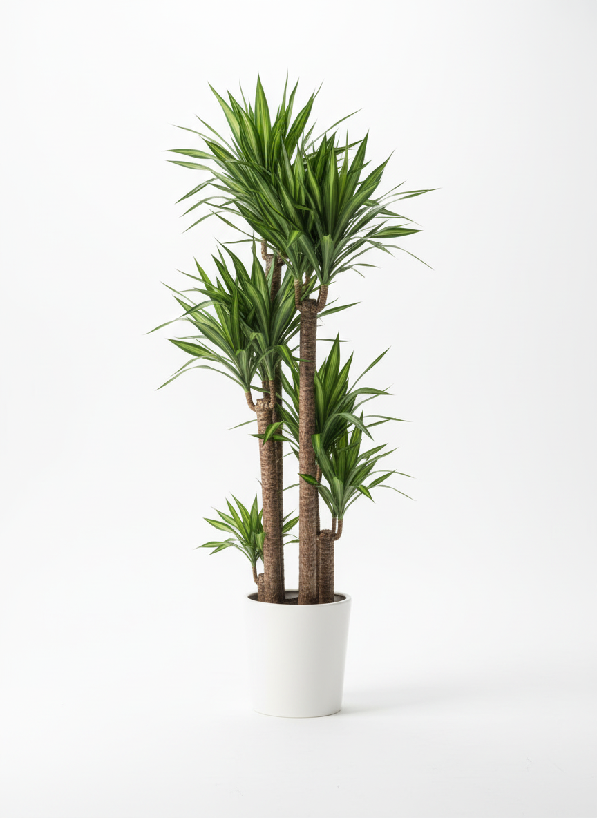 dracaena-fragrans