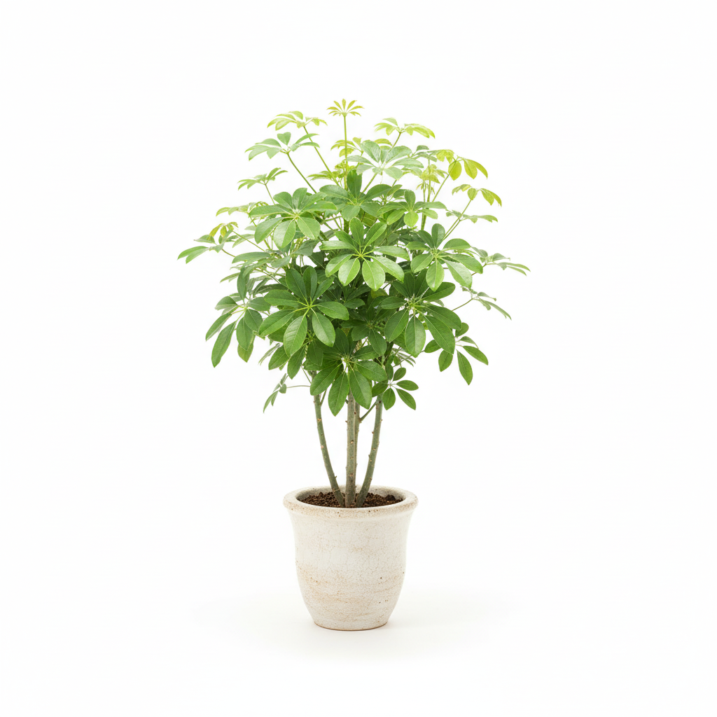 schefflera-arboricola